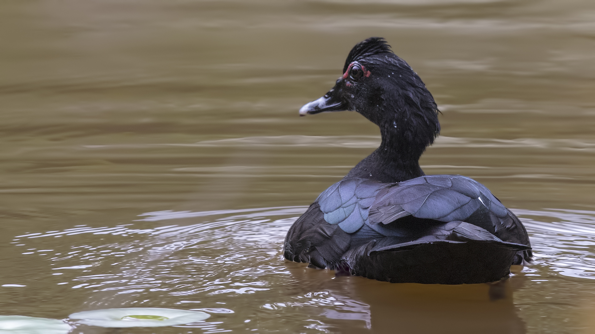 Muscovy Duck
